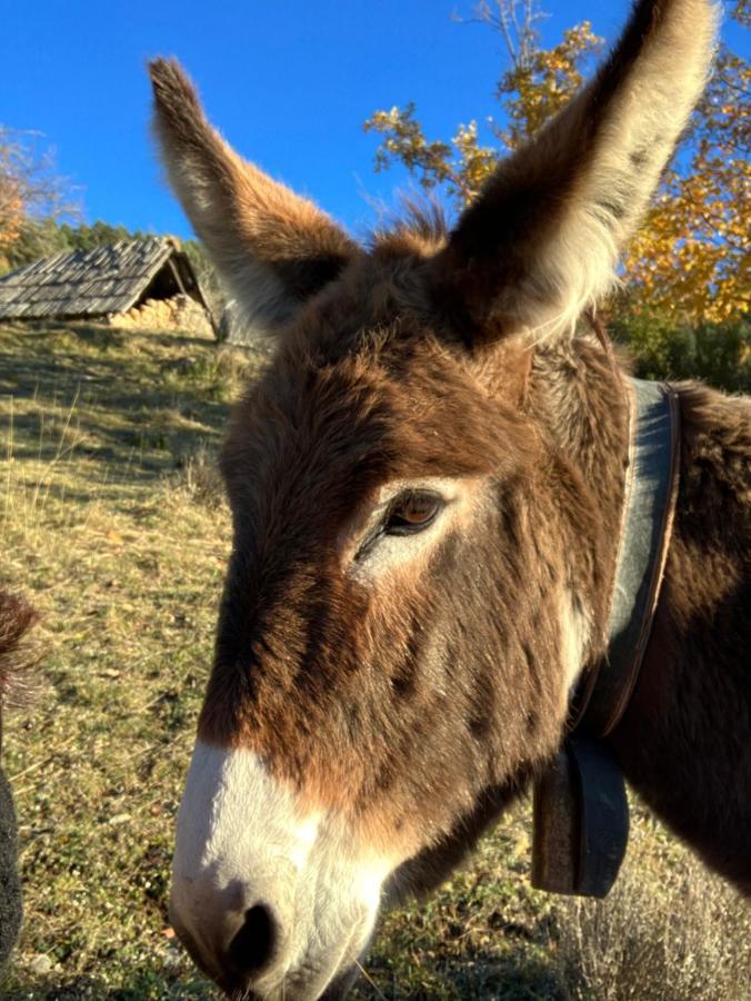 Gite Le Pelens Saint-Martin-dʼEntraunes Eksteriør bilde