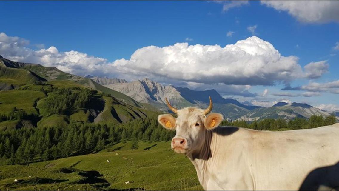 Gite Le Pelens Saint-Martin-dʼEntraunes Eksteriør bilde